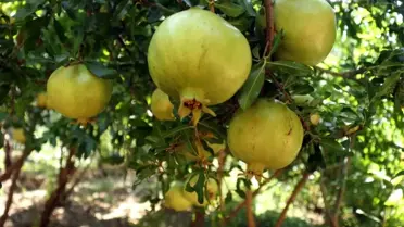 Bitlis'te nar hasadı