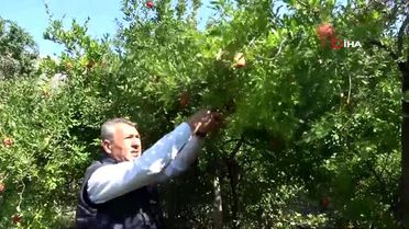Bitlis'te nar hasadı