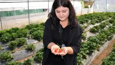 Çilek yüz güldürdü