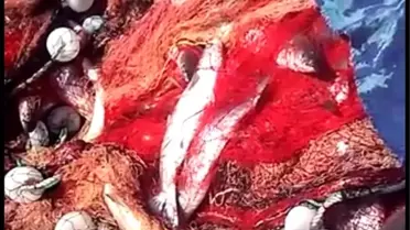 Ezineli balıkçı tek seferde 1,5 ton kefal avladı