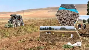 Bayburt 'ta patates hasadı başladı