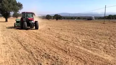 Uşak'ta kanola tarımı