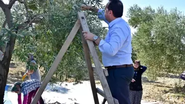 Başkan Dutlulu, çiftçilerle birlikte zeytin topladı