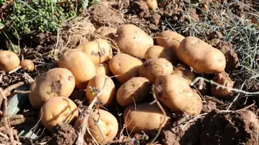 Yozgat'ta yerli patates hasadı yapıldı