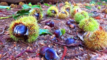 Kaz Dağı kestanesi, bölge halkının gelir kaynağı