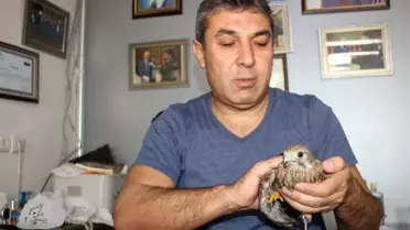 Yaralı Şahin'i tedavisi için yetkililere teslim etti
