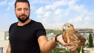 Yaralı Şahin'i, tedavisi için yetkililere teslim etti