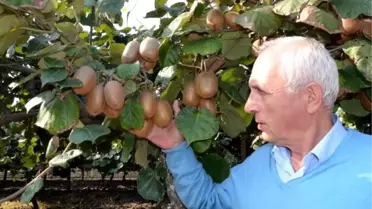 Hasadı başlamayan kivinin, yüzde 80'i dalında satıldı