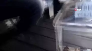 Her gün böcek yakalayıp besliyor, bulamazsa et veriyor