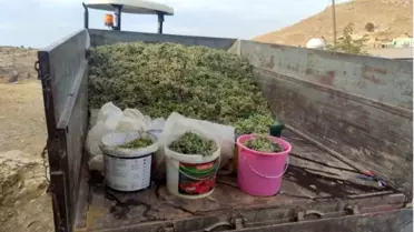 Mazıdağı'nda mezrone üzümün pestil ve cevizli sucuk yolculuğu devam ediyor