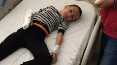 Pitbul, 7 yaşındaki çocuğu hastanelik etti
