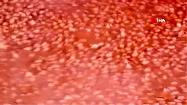 Beylikdüzü'nde 10 bin kişilik mantı dağıtıldı