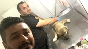 Gece yarısı yaralı köpek için seferber oldular