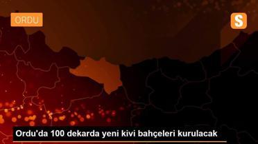 Ordu'da 100 dekarda yeni kivi bahçeleri kurulacak