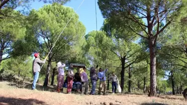 Ormandaki fıstık çamı hazinesi