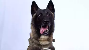 Trump, Bağdadi operasyonunda yaralanan köpeğin fotoğrafını paylaştı