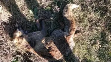 'Çan'da hayvanlar zehirlendi' iddiası