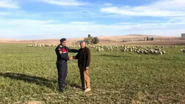 Çoban uyudu, kayıp olan koyun sürüsünü jandarma buldu