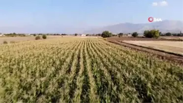 Elazığ'da 16 bin dekarda ekilen ikinci üründe bereket