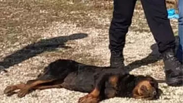 Kümesine giren komşusunun köpeğini vurdu