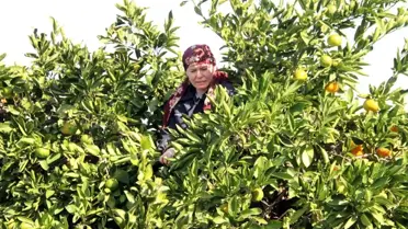 Mandalinada rekolte düşük, fiyatlar artacak