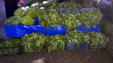 Tonlarca ıspanak çöpe gidiyor