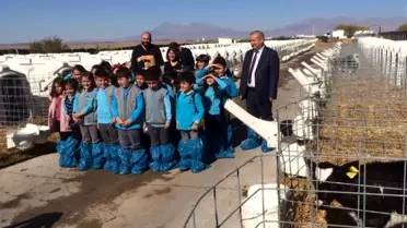 Minik öğrenciler besi çiftliğinde ders işledi