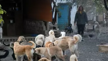 Karı koca, emanet 100'ün üzerinde köpeğe gözü gibi bakıyor