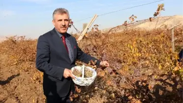 Gercüş Belediye Başkanı Gündüz Günaydın, bağındaki üzümü yoksullar için topladı