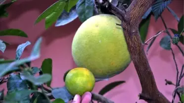 'Şadok', görenleri şaşırtıyor