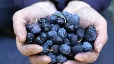 Bu zeytin Türkiye'nin Kuzeydoğusu'nun en uç noktasında yetişiyor