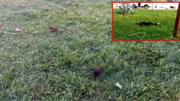 6 parçaya ayrılmış köpek ölüsüyle ilgili 'satanist ayini' iddiası