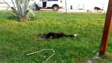 6 parçaya ayrılmış köpek ölüsüyle ilgili 'satanist ayini' iddiası