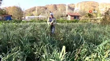 Atalarından kalan tohumlarla pırasa yetiştiriyorlar