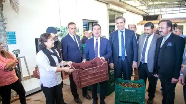 Bodrum zeytinyağına 'kalite' dokunuşu