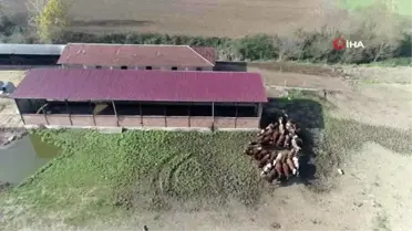 'Jersey' ırkı 10 inekle üretime başladı, 5 yılda taleplere yetişemez hale geldi