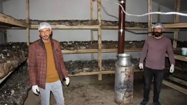 Köse'nin ilk mantar tesisini kurdu, ilk hasatta yarım ton ürün aldı