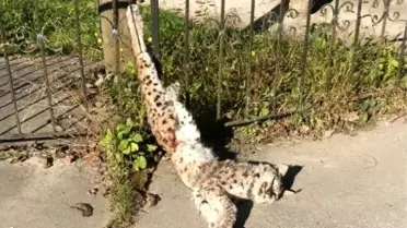 Türü tehlike altında olan vaşak ayağından asılmış şekilde ölü olarak bulundu