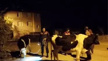 Kayıp inekleri jandarma buldu