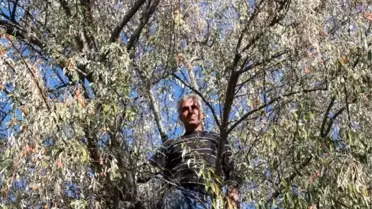 Vitamin deposu iğde toplanmaya başladı