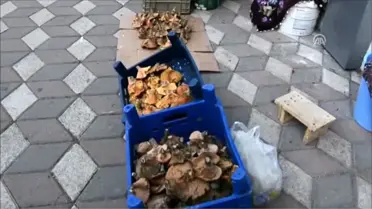 Akademisyenlerden mantar uyarısı: 'Bazı mantarlar sadece bir kez yenir'