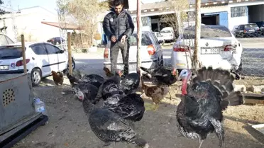 Kesmeye kıyamadığı hindileri için sanayide çiftlik kurdu