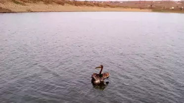 Yaralı Pelikan kurtarıldı