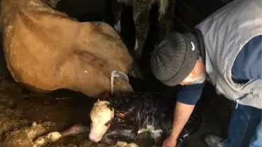 İnek, kamyon kasasında doğum yaptı