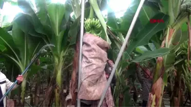 Mersin muz üretimi arttı, düğünler artık 1 hafta sürüyor