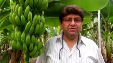 Muz üretimi arttı, düğünler artık 1 hafta sürüyor