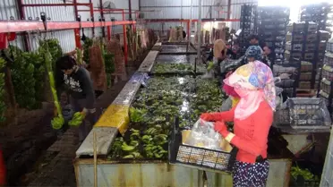 Silifke'de muz üretimi hızla artıyor