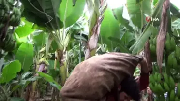 Silifke'de muz üretimi hızla artıyor