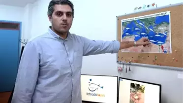 Balon balığı zehri siyanürden 1200 kat daha güçlü