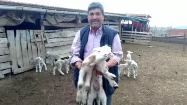 Öksüz kalan kuzu 'anne, anne' diye meliyor
